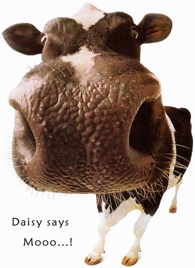 Daisy